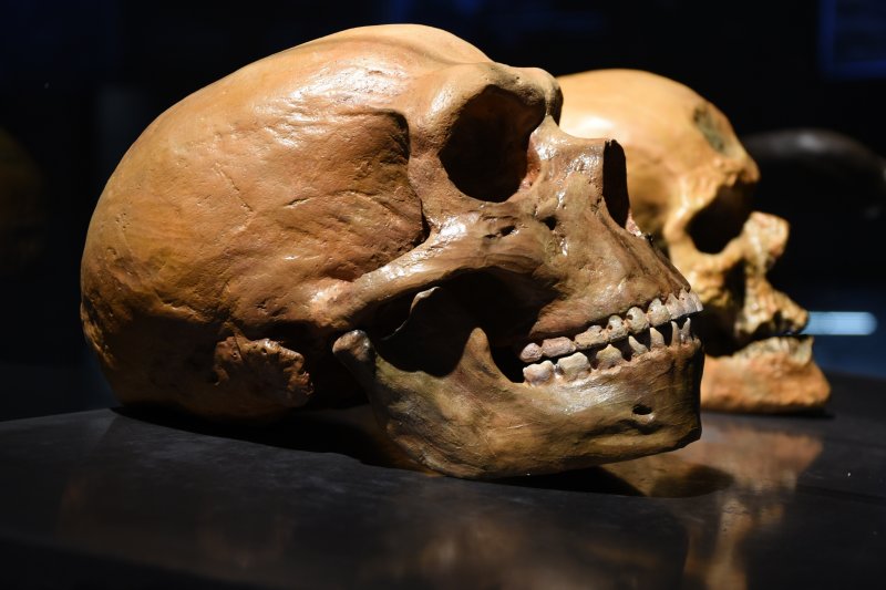 A closeup of an ancient human ancestor’s skull